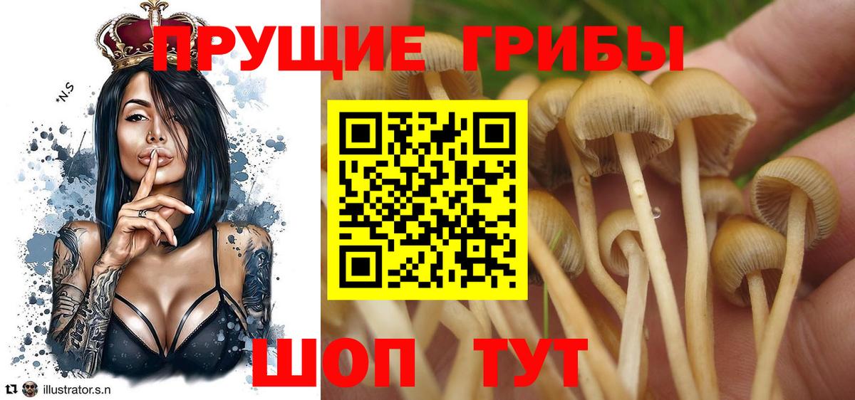 Сочи  продажа наркотиков  Вход с VPN  Псилоцибиновые грибы Cubensis 